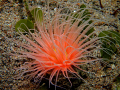 Irridescent tube anemone