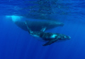 Whale Humpback is swimming with her baby
Nikon D90, 10,5 fisheye nikon.