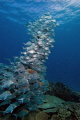 School of slinger and humpback snapper hang over the reef
