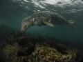A Seal taken at the Farn Islands in the UK