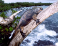 Here's a Marine Iguana in the Galapagos basking in the sun.