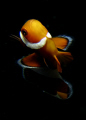I shoot This Nemo Fish while safety stop with my Canon G12
