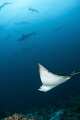 Eagle Ray swimming with hammerheads. The current was moving, but the eagle stood still in the current while the hammerheads filled the water column.