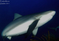 Caribbean Reef Shark swam over my head