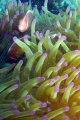 Some pink anemonefish who stuck around to pose for me.  Shot with a Sea & Sea DX-1G and a Sealife strobe.