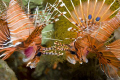 Lionfish fencing with antennae - this pair seemed to be trying to rid themselves of parasites (?) on antennae.