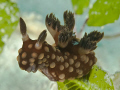 What a fasinating nudibranch - It reminds me of a mythical winged horse