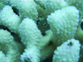 Arc Eye Hawkfish hiding in coral.
