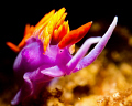 Spanish Shawl