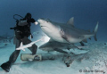 Back light bull shark feeding