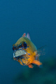 cardinal fish with eggs