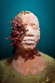 Grenadian sculpture of young boy with pink sponges and tunicates. Growth after 4 years.
