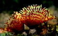A beautiful Christmas tree Worm (Sabellidae: Annelida) from Okha, Gujarat.
Those are also known as Feather dusters.