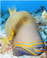 Orange-striped Triggerfish.
Sharks Bay, Sharm el Sheik.
Olympus pen EP-L1