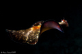 Nightswimming....... 
(Persian carpet flatworms - Pseudobiceros bedfordi)