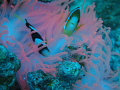 Anemone fish on pink coral.  Great way to start off dive into German Channel.