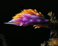 Photo of a Spanish Shawl Nudibranch taken at Casino Point, Catalina Island with: Olympus 5060 - Ikelite Housing - Single Sea & Sea YS90DX Strobe. Nudibranch was on Sue Jac wreck at approx. 80' depth.
