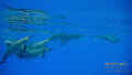 Spinner Dolphins in the open ocean