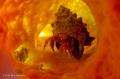 Hermit Crab in Tube Sponge
