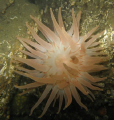 Swimming Anemone, just chillin in the Salish Sea
Canon G9, Nikonos 105