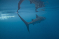 I am intrigued by the amazing reflections of whale sharks sub-surface. When it's calm I make a point of tilting my housing upwards. I love the partial distortion of this one combined with a swimmer to give a sense of size and motion.