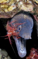 A young specimen of Muraena helena with cleaner shrimp Lysimata seticaudata