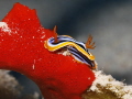 small Chromodoris quadricolor, around 2 - 3 cm on a red sponge
