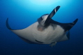 The manta rays just swim right up to you, especially if you pretend to ignore them.