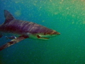 Blue shark off the coast of Rhode Island.