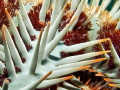 Close up of a crown of thorns starfish