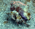 Stareye Hermit Crab with Hidden anemone on shell