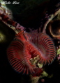 Serpula