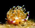 Nudi from Flabellina family on a stroll