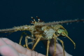 I found this baby lobster and let it sit on the end of my finger tips. f11, 1/100, 100 iso
