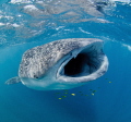 Whaleshark feeding in Djibouti, natural light.