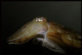 Cuttlefish off Ko Mook