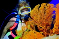Grotto underwater Cave, A diver and some nice Orange Sea Fans....Happy New Year!
