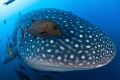 Being run over by a whale shark
San Benedicto, Mexico