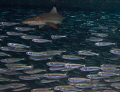 Blacktip Shark in the thick of the action Hunting - Amazing experience!