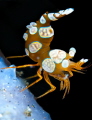 Thor shrimp