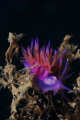 nudi in shadows