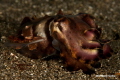 This is the 1st shot in the series of 6 of a Greedy Flamboyant Cuttlefish whacking the hell out of a popcorn shrimp Periclimenes kororensis   To view all the shots  please click onto my profile follow by see all my entries. Enjoy 
Shot No  1 of 6