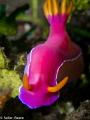 Hypselodoris bullockii