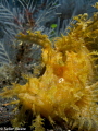 Yellow Rhinopia