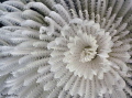 Bristle worm