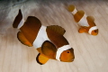 Nothing special about this pic  Maybe  but I like these two guys were caught without anemone tentacles in the background   