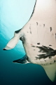 Manta from Komodo NP