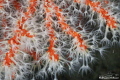 corallium rubrum D300, aquatic housing, 105 micro + 2x inon z240