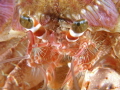 Eye to eye with a hermit crab.