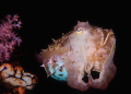 This cuttlefish image was taken in Lembeh.  Canon 5D MK II, 100mm macro 2.8L, DS 125 strobes, f/25, 1/200 at ISO 100.
